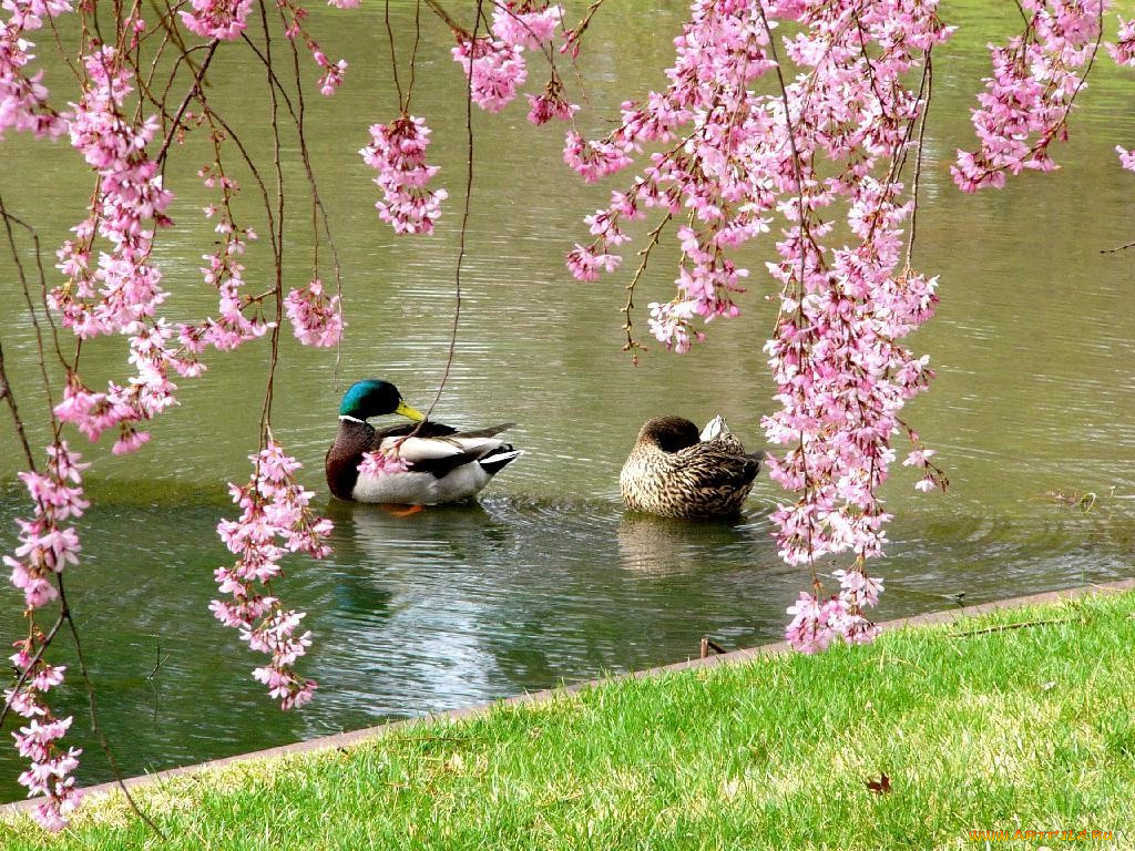 mallard, ducks, and, weeping, flowering, cherry, trees, at, the, japanese, garden, , 
